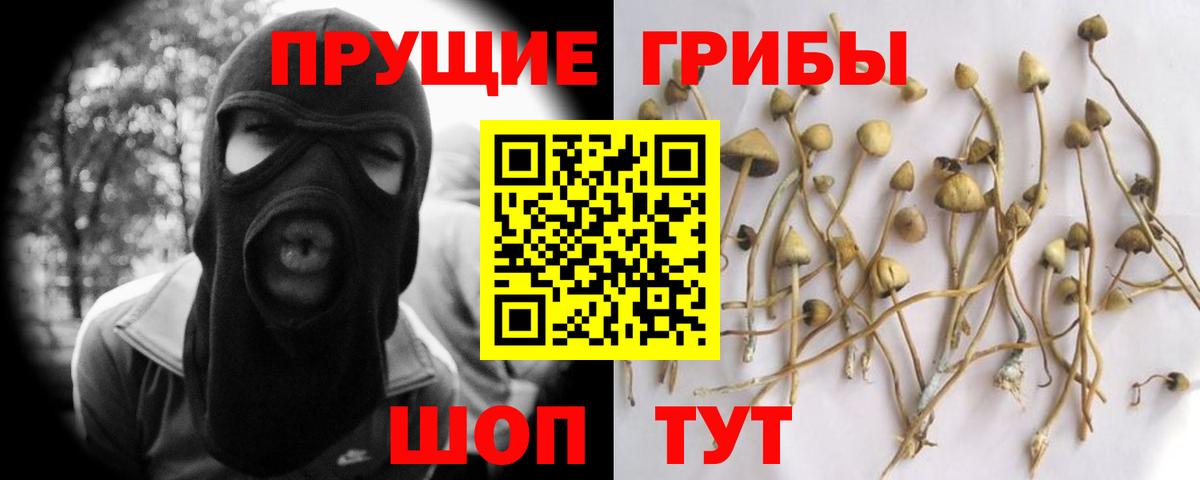 Галлюциногенные грибы Psilocybe Большой Камень